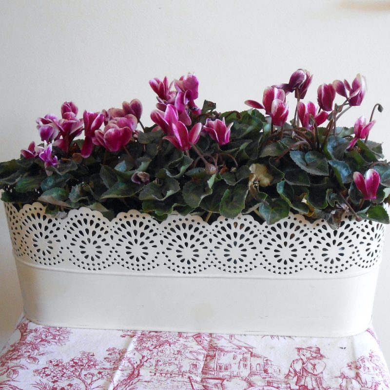 CachePot - Dentelle JARDINIÈRE métal
